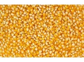 Зображення для оголошення Отходы кукурузы (битые половинки)