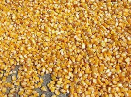 Зображення для оголошення Продам кукурудзу кормову
