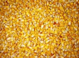 Зображення для оголошення Продам кукурудзу кормову