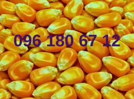 Зображення для оголошення Кукурудза кормова врожай 2025
