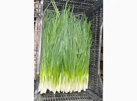 Зображення для оголошення Продам зелену цибулю
