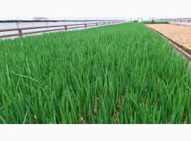 Зображення для оголошення Продам зелену цибулю(перо)