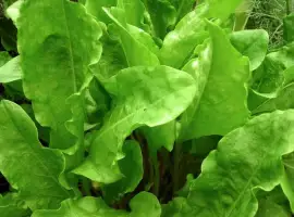 Зображення для оголошення Продам оптом щавель широколистий