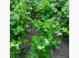 Зображення для оголошення Продам зелень петрушки