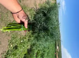 Зображення для оголошення Продам Укроп