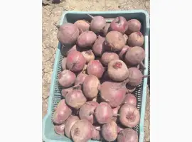 Зображення для оголошення Продам товариний Буряк