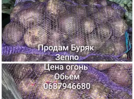 Зображення для оголошення Продам Буряк сорт зеппо