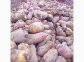 Зображення для оголошення Продам кормовий буряк