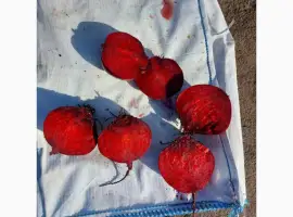 Зображення для оголошення Продам буряк