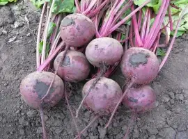Зображення для оголошення Продам червоний буряк Зепо