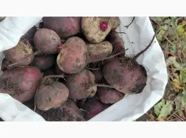 Зображення для оголошення Продам буряк Зепо маю обєм