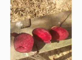 Зображення для оголошення Продам буряк сорт водан 2 сорт