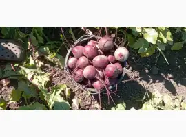 Зображення для оголошення Продам буряк
