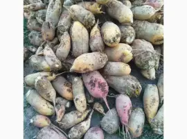 Зображення для оголошення Продам кормовий буряк
