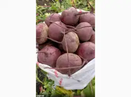Зображення для оголошення Продам буряк сорт Водан