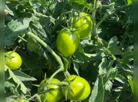 Зображення для оголошення Продам зелений помідор
