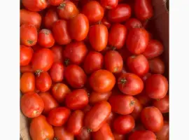 Зображення для оголошення Продам помідори