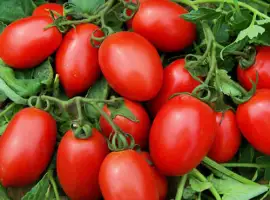 Зображення для оголошення Продам помидоры Умань