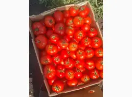 Зображення для оголошення Продам помидор оптом
