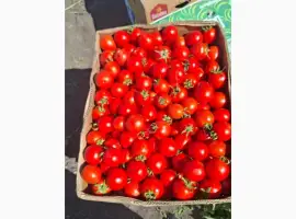 Зображення для оголошення Продам помідор Асвон оптом з поля