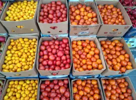 Зображення для оголошення Продам крупный красный помидор