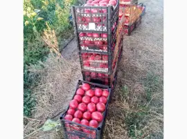 Зображення для оголошення Розовий помідор оптом