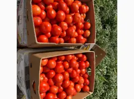 Зображення для оголошення Продам томат помідор оптом від 10 тонн. Ринок