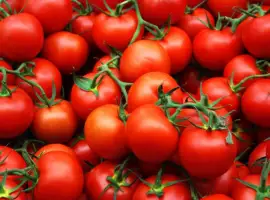 Зображення для оголошення Продам помидоры из Египта экспорт