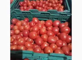 Зображення для оголошення Продам помидор