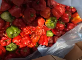 Зображення для оголошення Продам перець заморожений цілий