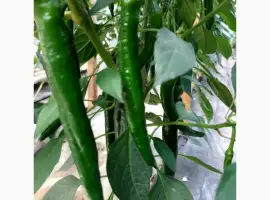 Зображення для оголошення Продам гострий перець