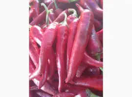 Зображення для оголошення Продам перець гіркий