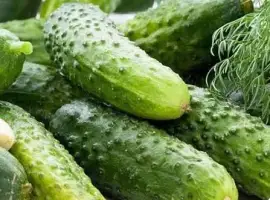 Зображення для оголошення Куплю огірок щоденно від 5-10 тонн