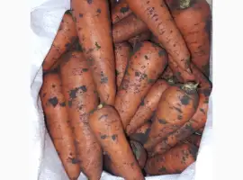 Зображення для оголошення Продам морковь