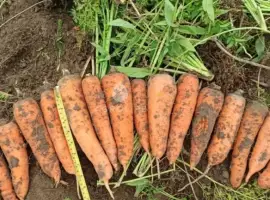 Зображення для оголошення Продам моркву на переробку