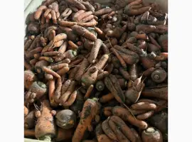 Зображення для оголошення Продам моркву нестандарт