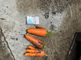 Зображення для оголошення Продам моркву некондицію