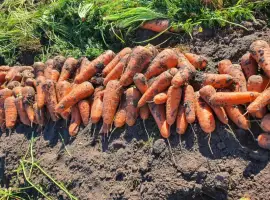 Зображення для оголошення Продам моркву