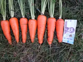 Зображення для оголошення Продам товарну моркву сорт Акат Болівар в мішках по 20 кг