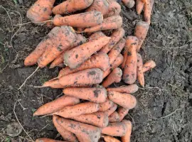 Зображення для оголошення Продам морква сорт каскад /вариант мита/ також цибуля