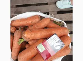 Зображення для оголошення Продаём морковь хорошего качества
