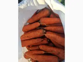 Зображення для оголошення Продам морковь