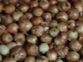 Зображення для оголошення Продам цибулю на перо