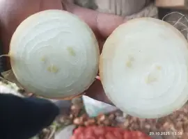 Зображення для оголошення Продам штутгард на перо