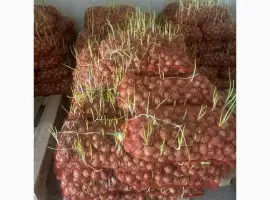 Зображення для оголошення Продам цибулю на перо