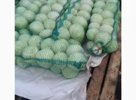 Зображення для оголошення Продам капусту сорту Сторідор і Аргесор