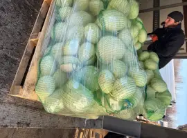 Зображення для оголошення Капуста