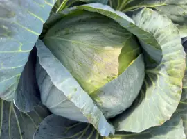 Зображення для оголошення Продам білокачанну капусту