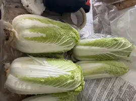Зображення для оголошення ПРОДАМ пекинскую капусту