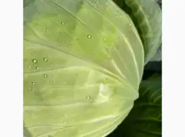 Зображення для оголошення Продам капусту преміальної якості
